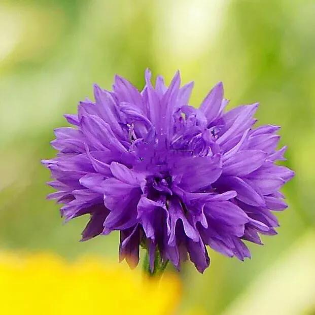 德国国花什么颜色的矢车菊,矢车菊国花