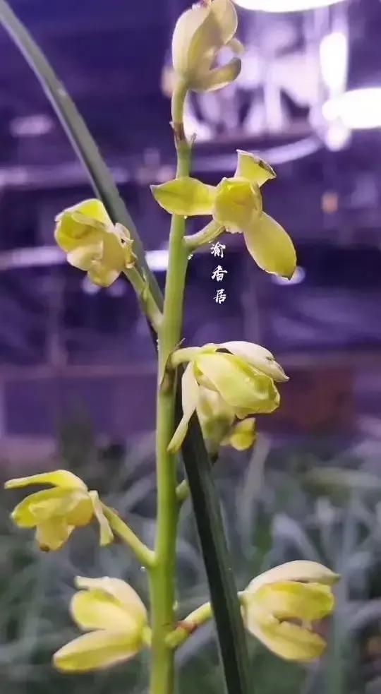 最贵的蕙兰多少钱一只,最便宜的蕙兰多少钱一株