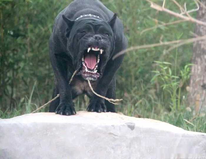 狗界“霸气”的几种狗,家里养一只,小偷不进门