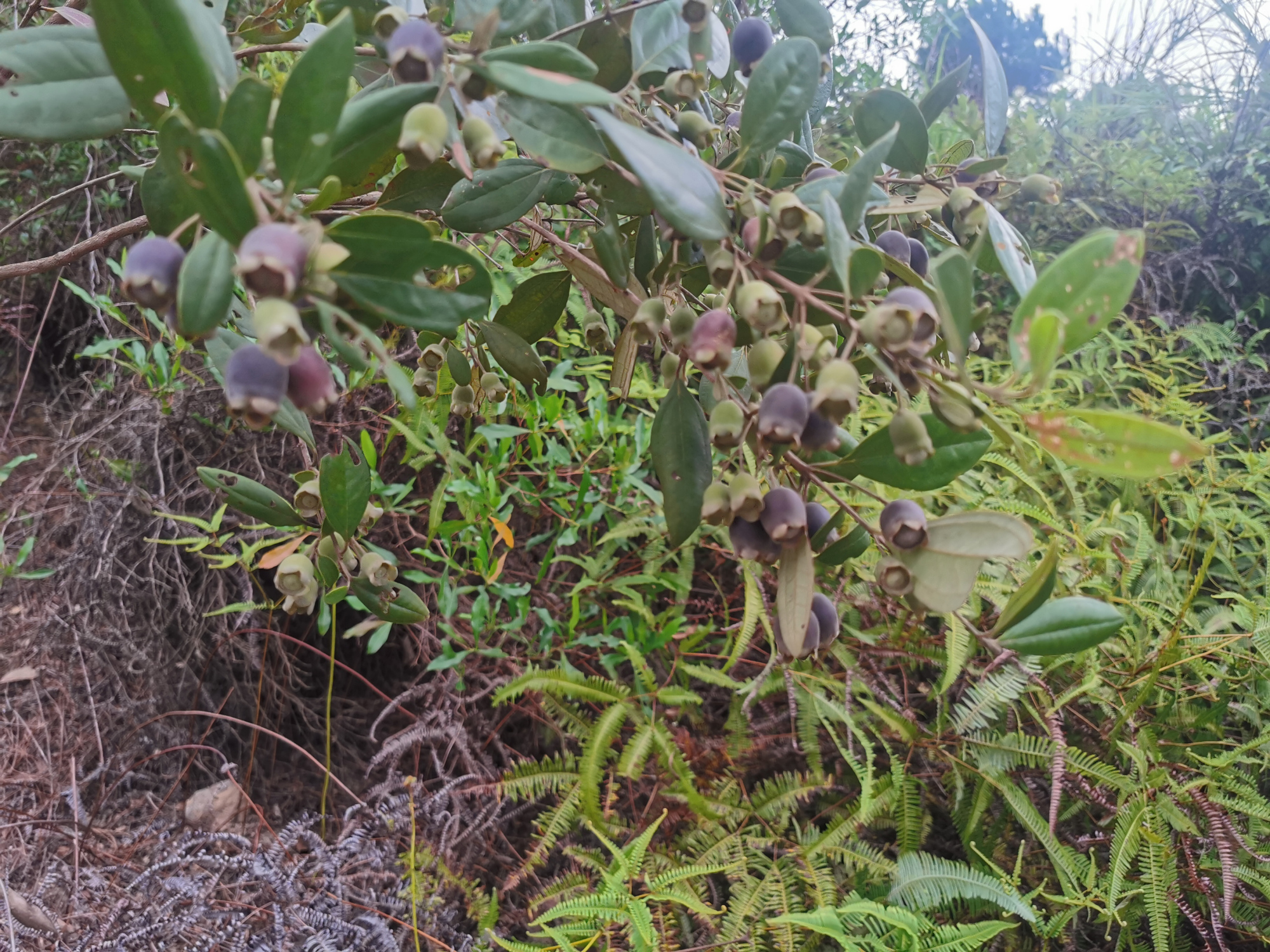 捻子酒半年后要把捻子捞出来吗,捻子酒制作方法