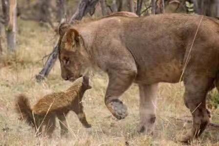 最厉害的动物蜜獾平头哥,被称为世界动物平头哥的是獾吗