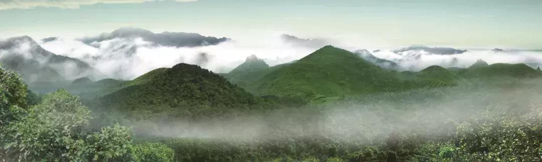 云南有什么名烟名酒名茶,2021年云南十大名茶排名