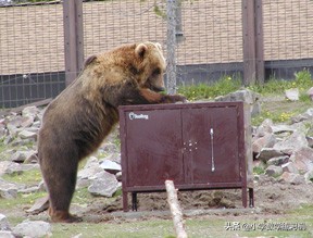 在野外遇到熊该怎么自救,户外遇见熊视频