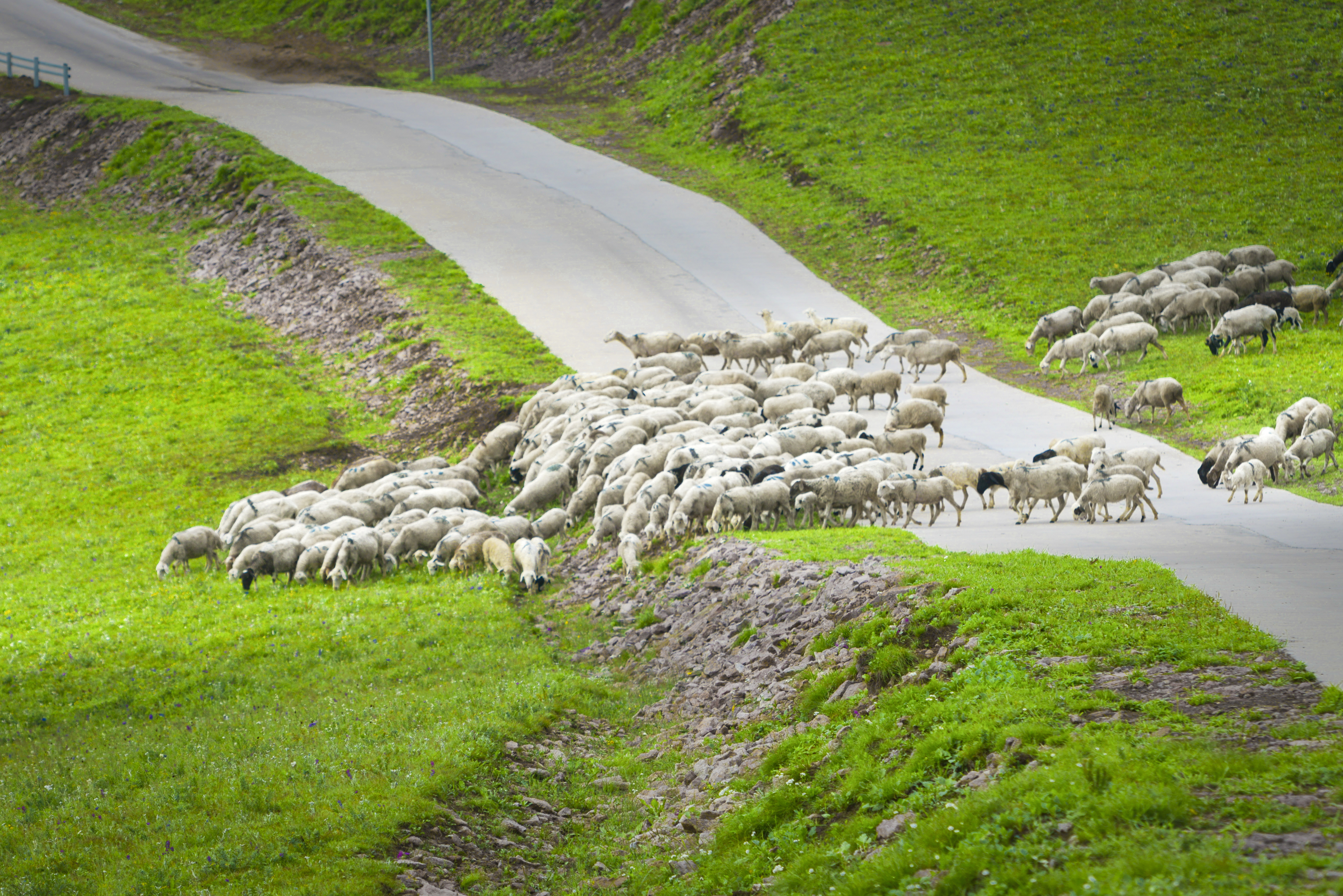北京草原7天旅游攻略大全,距离北京最近的草原自驾游攻略
