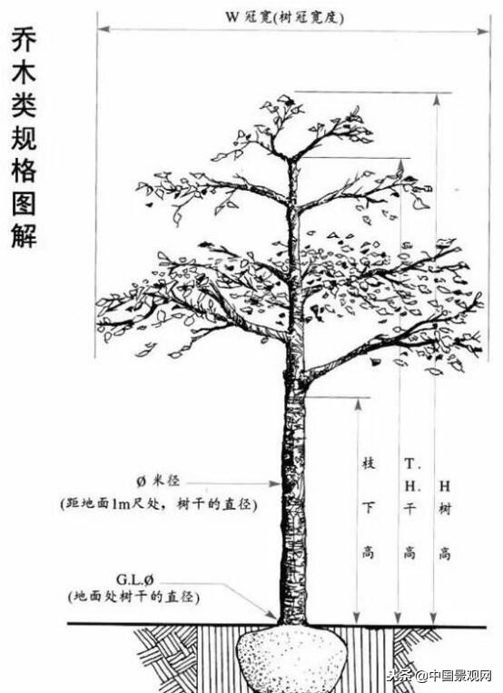常用绿化苗木的术语有哪些,绿化苗木叫法有哪些