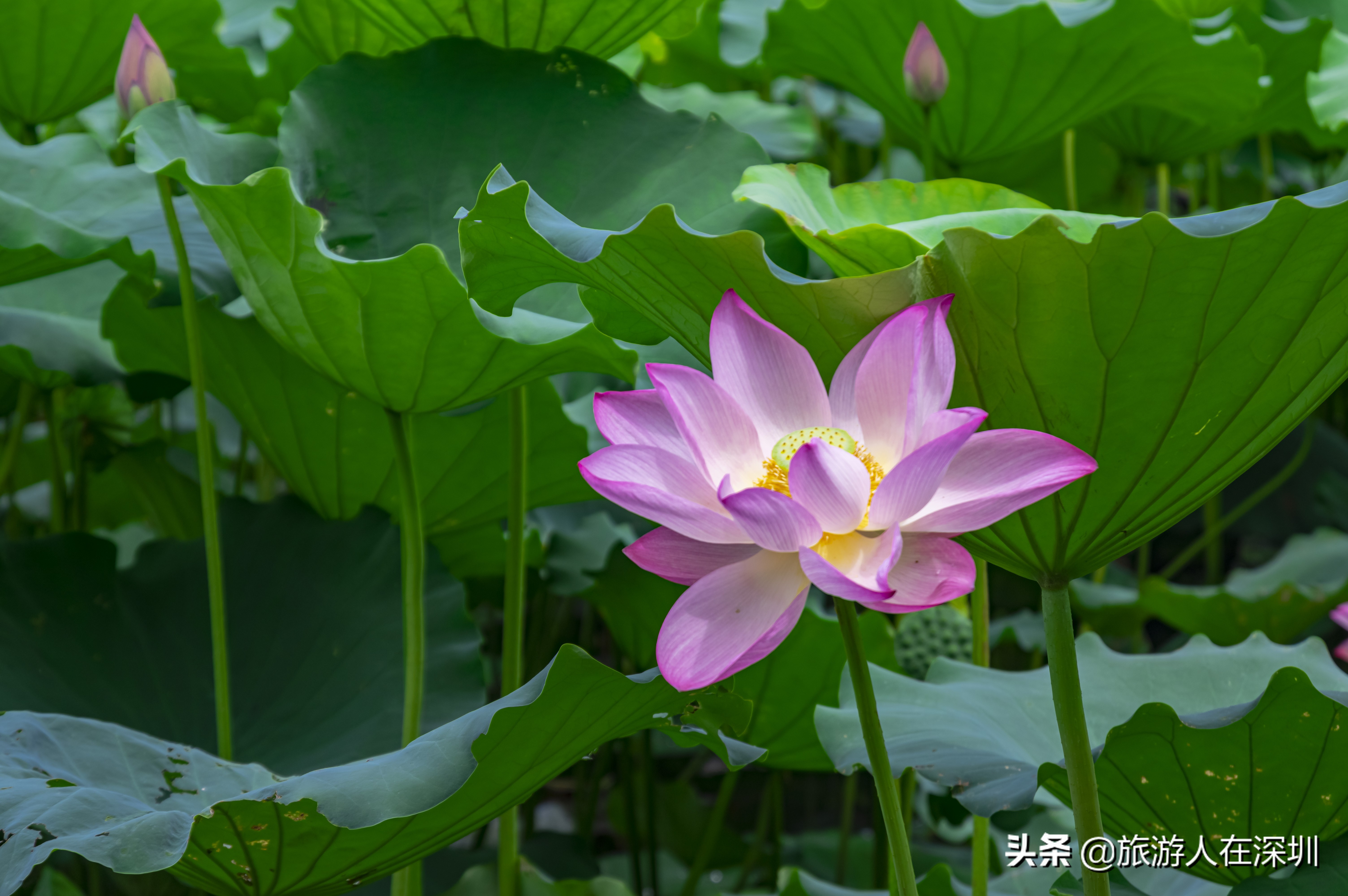 洪湖公园深圳免费景区,深圳市洪湖公园开放