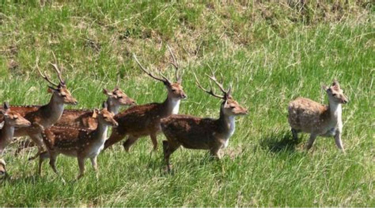 大连野生梅花鹿的来历,大连海中发现梅花鹿