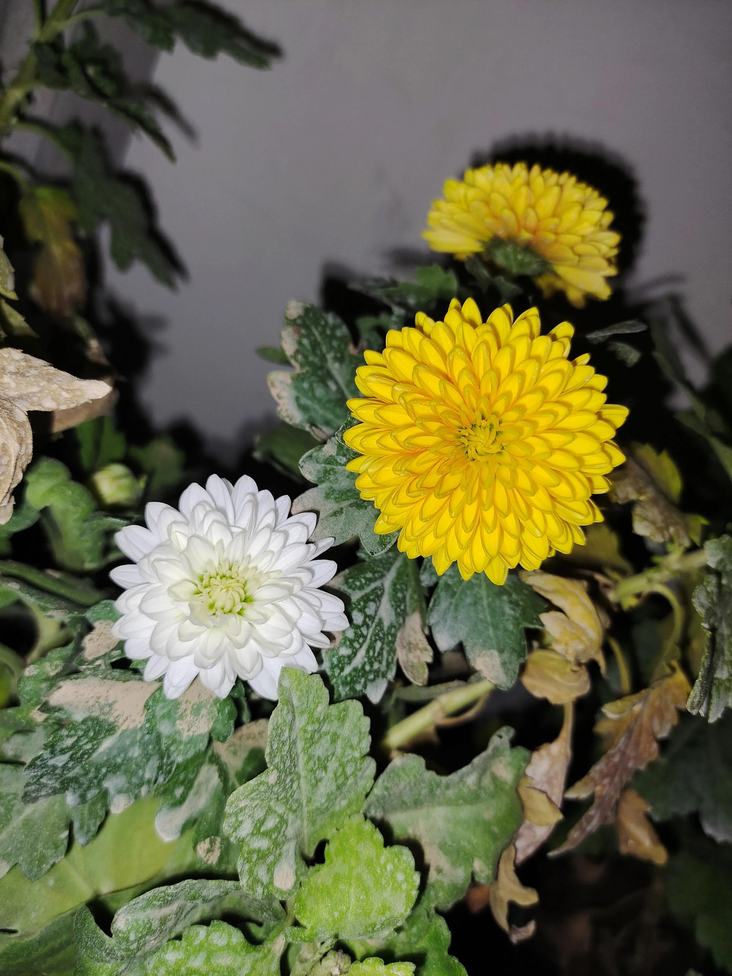 菊花苗怎样种植成活率高,拼多多上买的菊花种子是真的