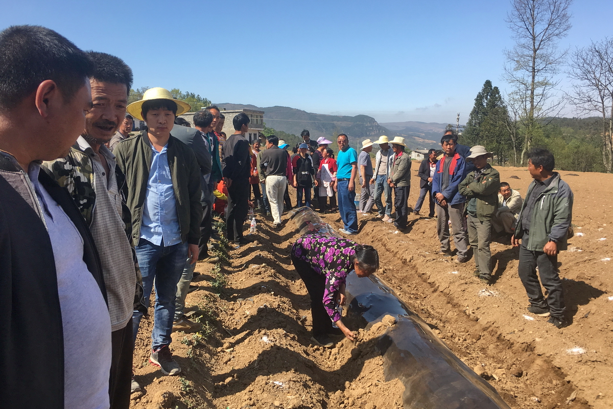 彝良县奎香科技园区重楼种植基地,彝良奎香最新规划