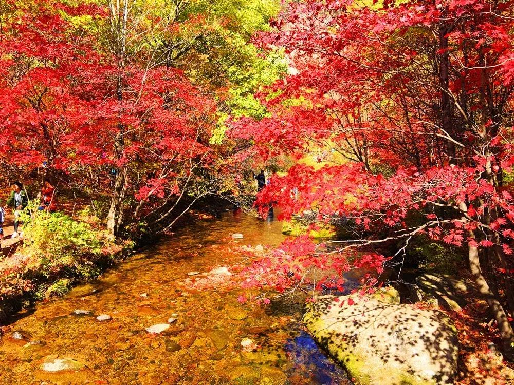 秋天来本溪赏枫叶,醉美枫叶季