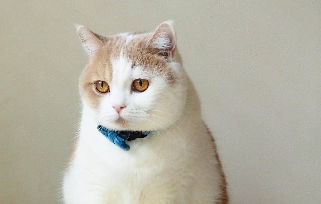 猫咪干眼症怎么治疗最有效,猫咪眼睛老是有干眼屎怎么办