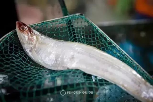 刀鱼5斤以上为啥那么贵,刀鱼为何天价