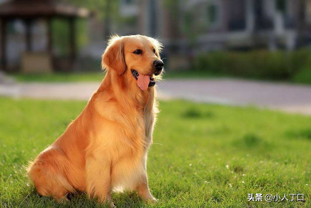 生活中常见的十种宠物狗，你认识多少？小白科普贴