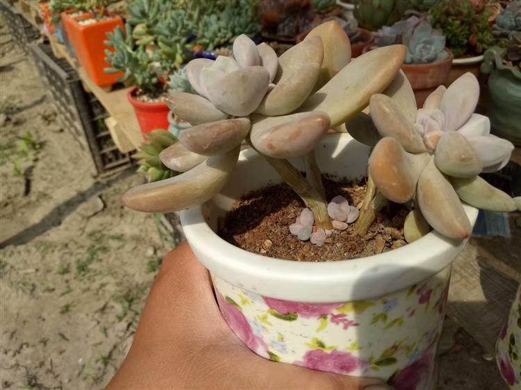 买来的多肉老桩，大神却说是假的，这是怎么回事？