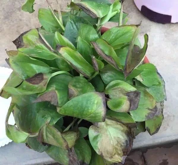 绿萝怎么养才能更旺盛生活小技巧,绿萝冬天怎么养才能更旺盛小妙招