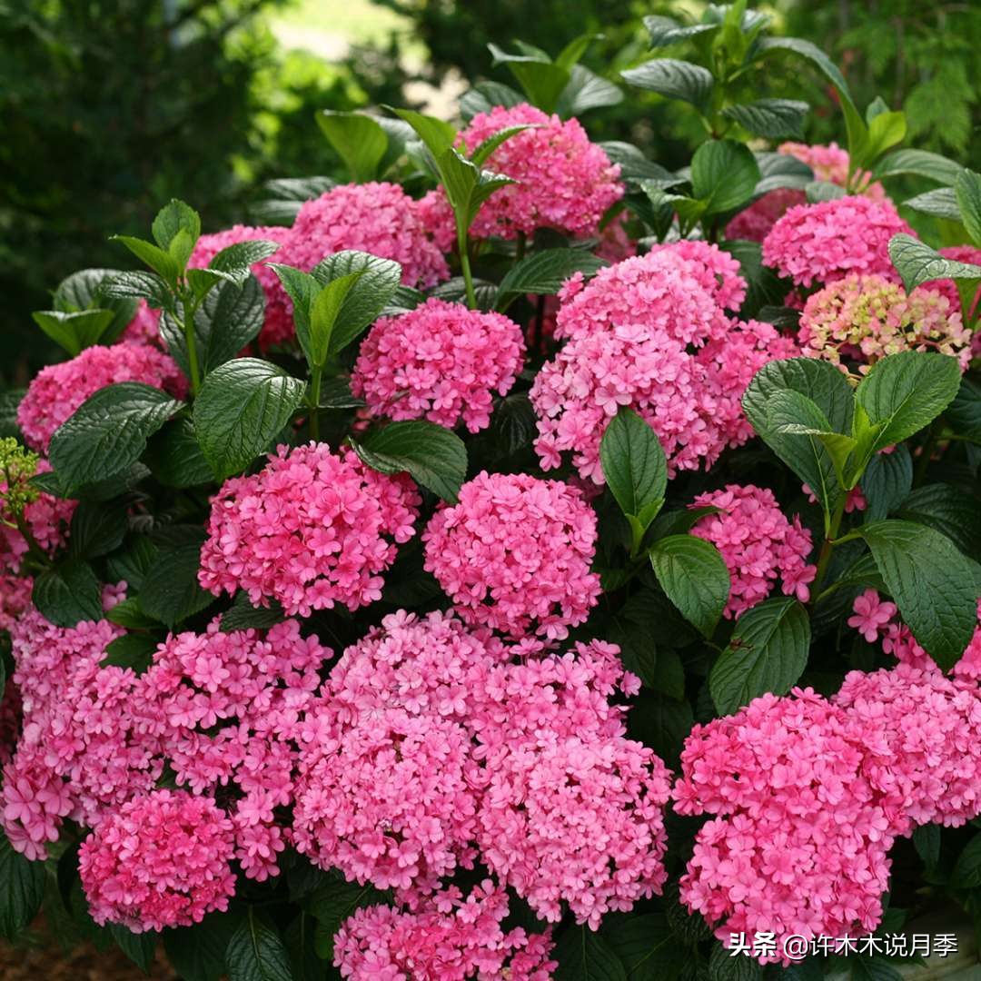 适合阳台养的月季品种推荐,盆栽月季哪些品种比较好养