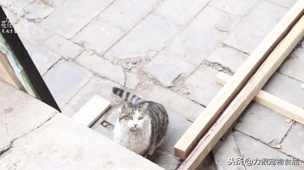 故宫的御前带爪护卫小崽儿,回喵星了……