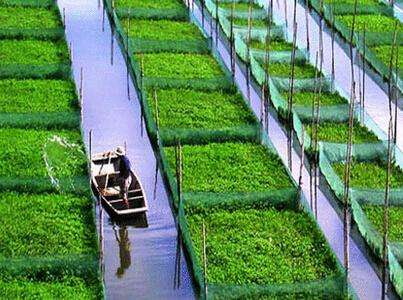 日本高收入打工人,日本农民收入非常高