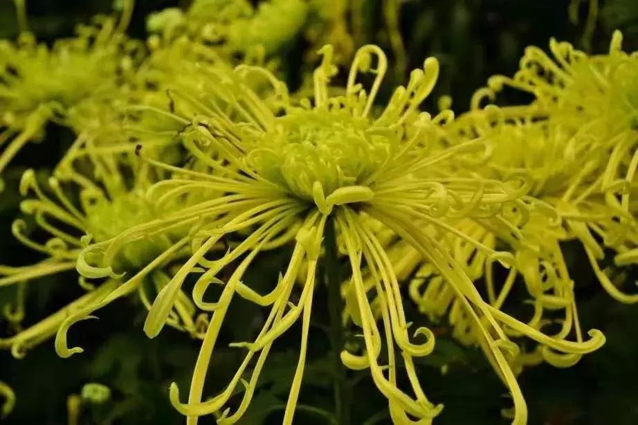 北京菊花花海,北京赏花好去处国际花港