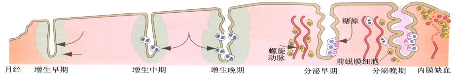 怎样的子宫内膜适合怀孕?吃柚子能长内膜?