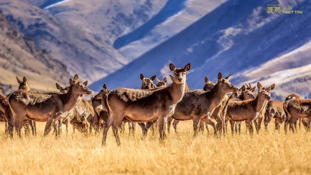 昌都市藏东明珠,现在的昌都藏东明珠