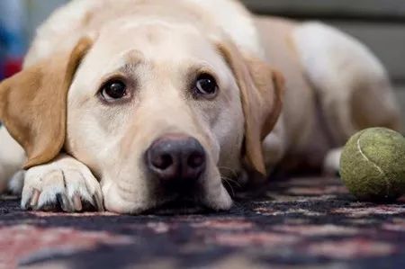 海姆立克急救法狗狗急救视频,狗狗意外车祸怎么平复心情