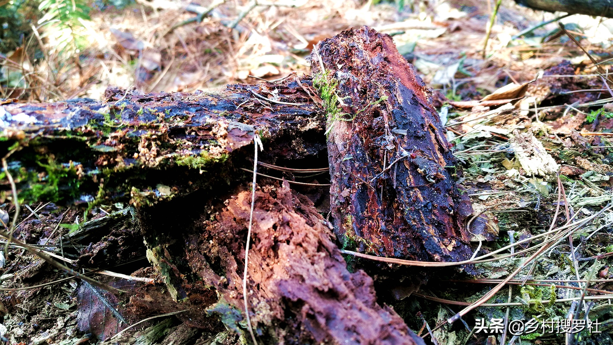 用什么植料兰花容易变异,怎样的兰花植料最好视频