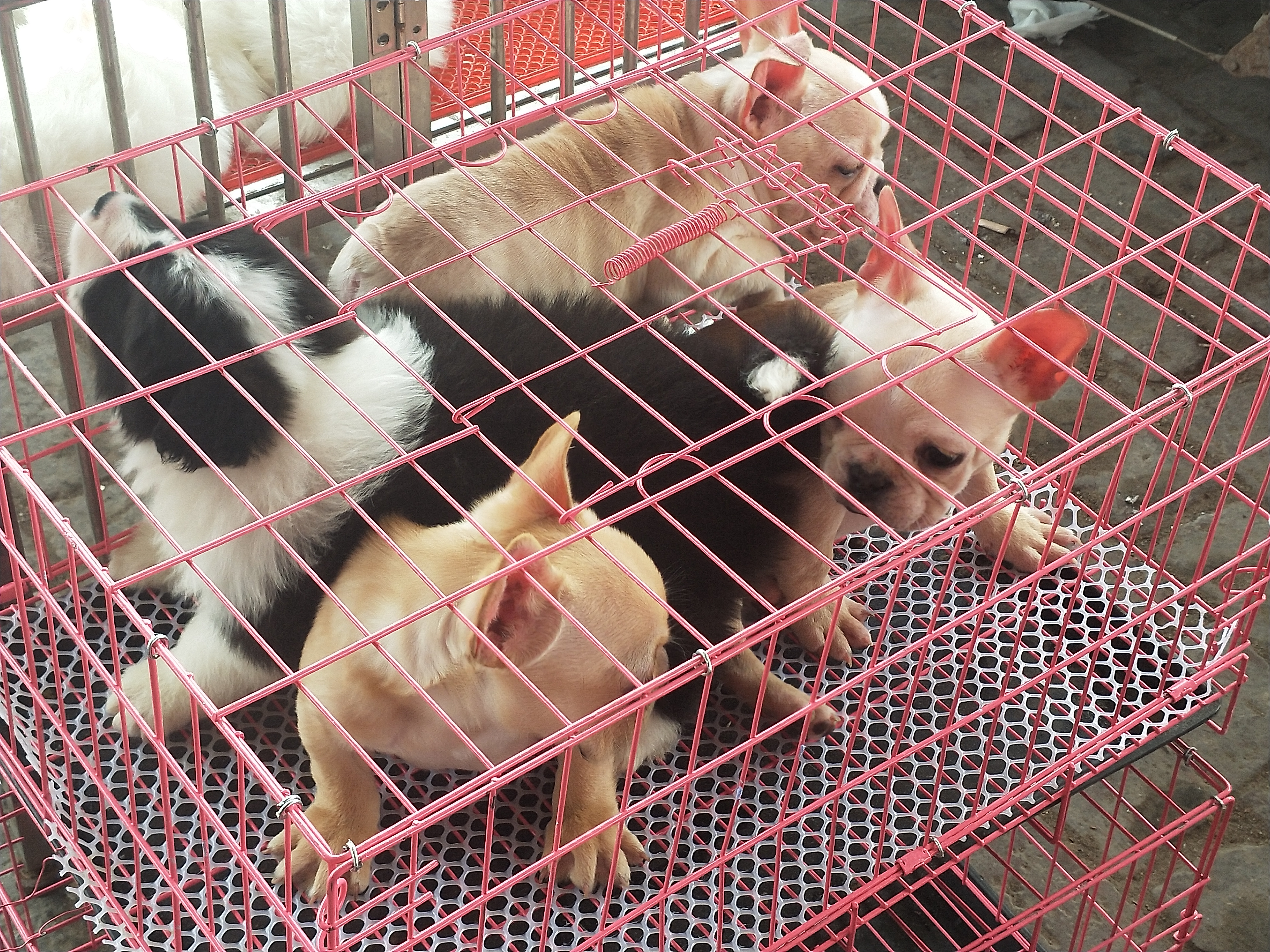 开封四大狗市排名,四种公认最好的狗市