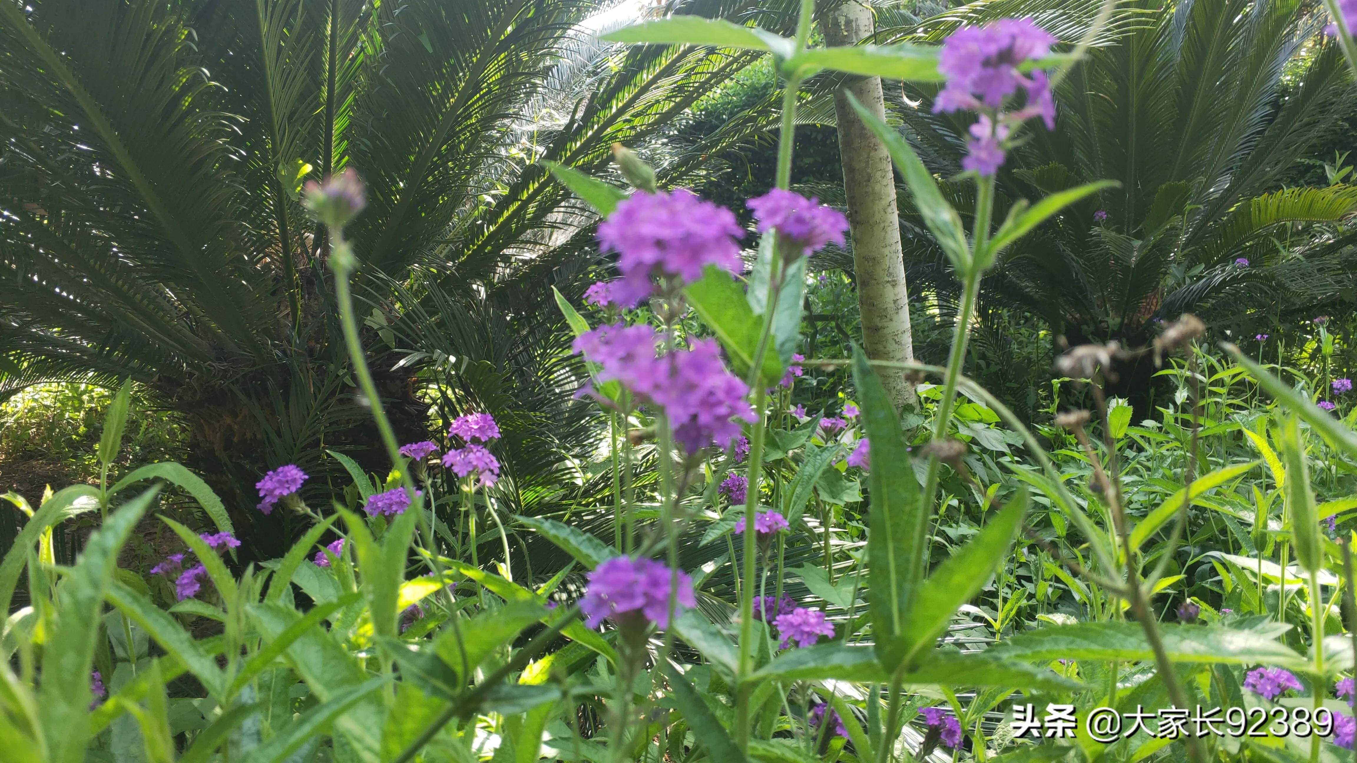 紫色的的英语,紫色的诗歌赏析