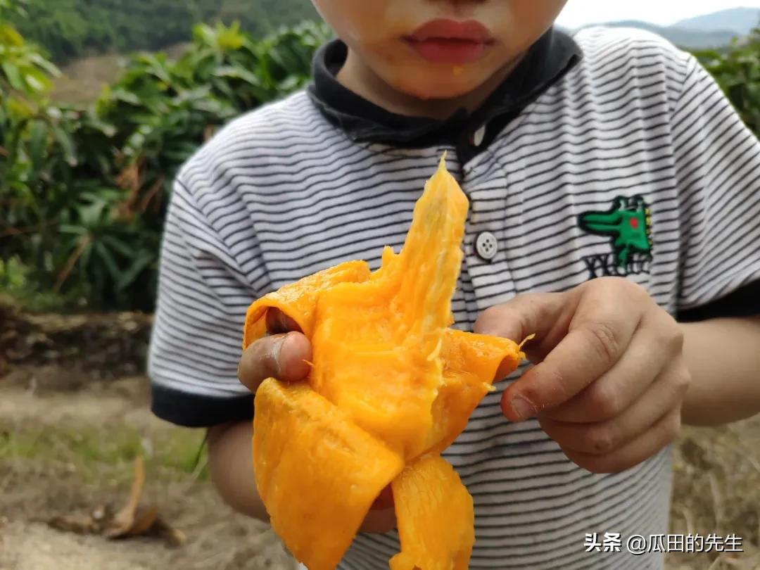 海南小台芒皮薄肉厚甘甜多汁,海南正宗台芒芒果