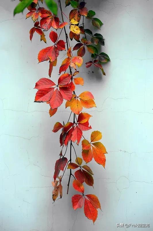 纯情的红叶……爬山虎