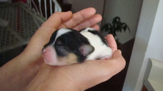 狗狗分娩我们能做什么？铲屎官必须掌握的狗狗分娩常识