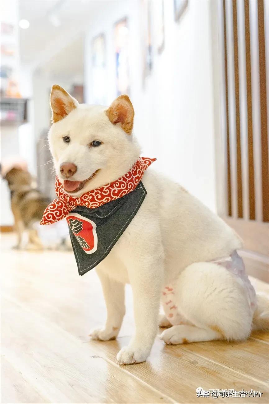 撸柴宠物乐园,广州番禺撸狗圣地