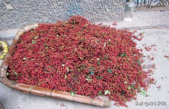怎样种出高产花椒,农民种花椒技术视频