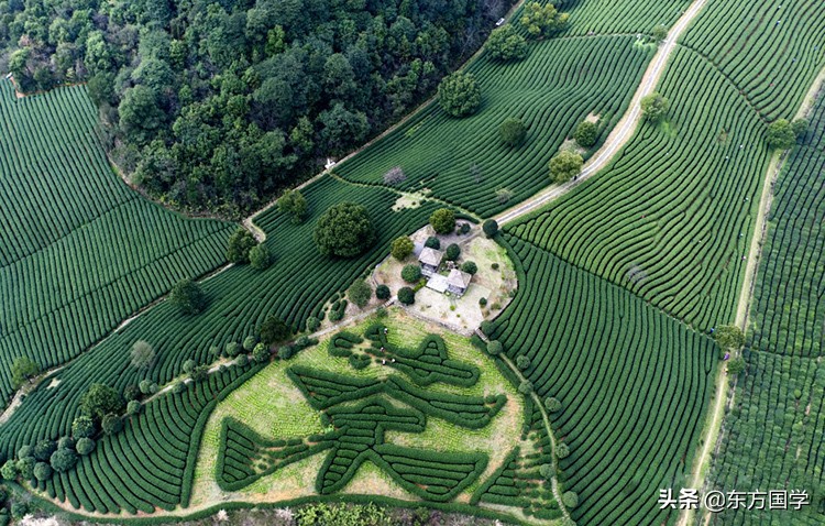 漫漫问茶路,能不忆江南?——久负盛名的“香郁若兰”