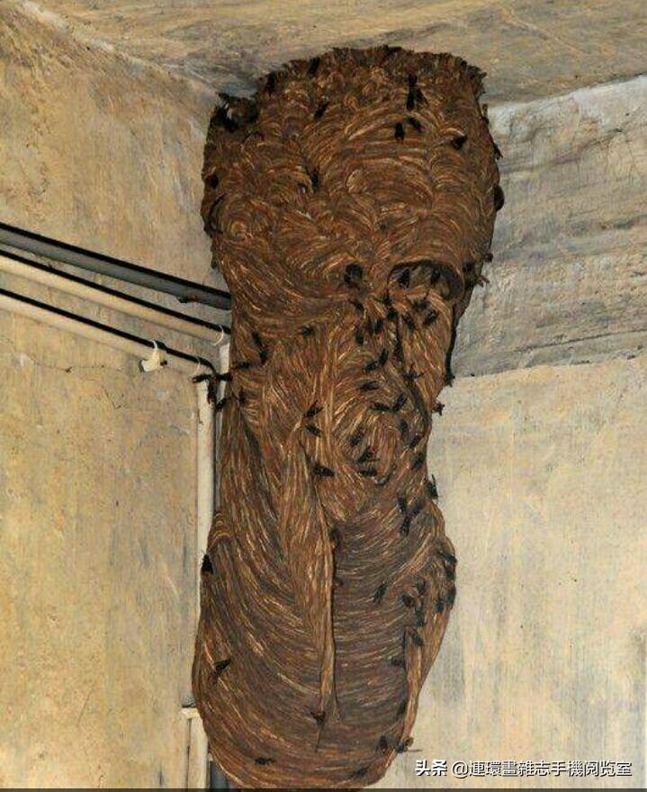 各式蜂巢,各种各样的蜂窝