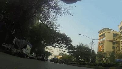 养一只流浪狗的感受,流浪狗的真实内心独白