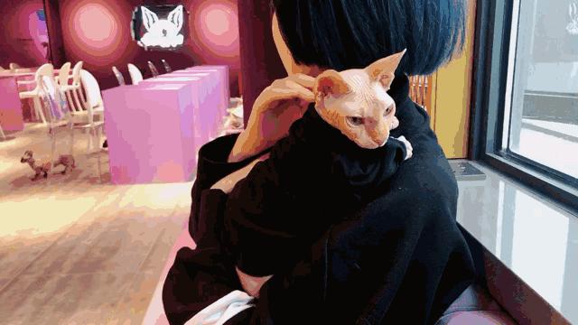 这3种猫很可怕有钱都不建议养,再喜欢也千万别养的4种猫