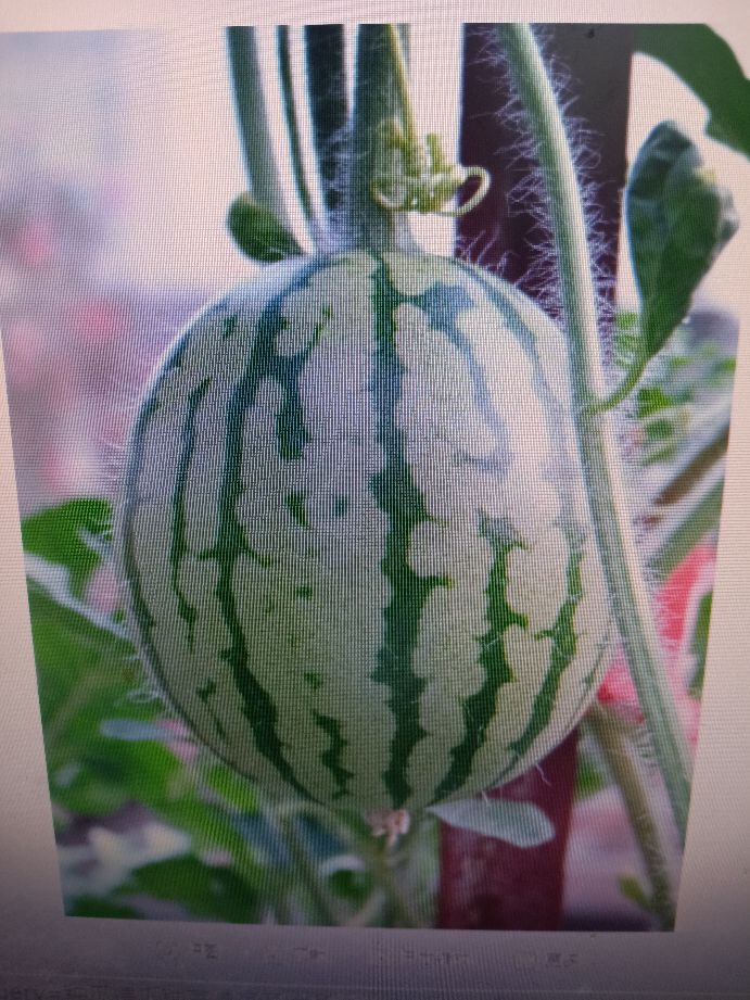 传统农耕文化体现的智慧有哪些,农耕文化的精髓和思路