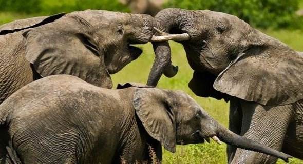 科特迪瓦,Cotedivoire：认识篮球场外的“大象之国”