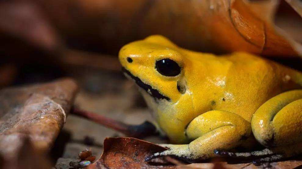 果然迷人的动物最危险，瓶盖儿大小金色蛙却深藏剧毒！