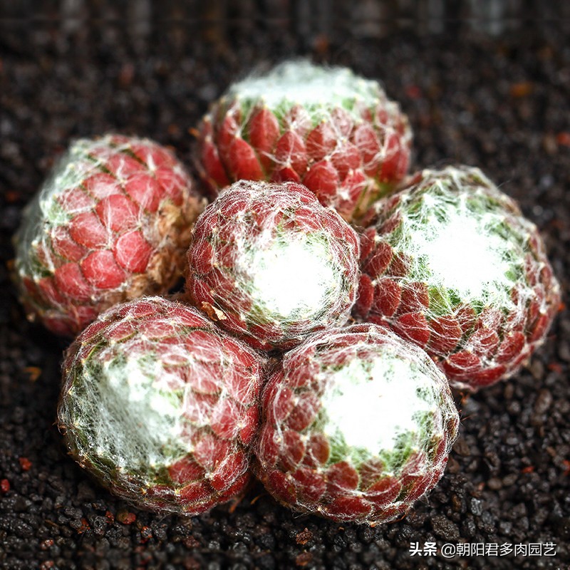 观音莲怎么养才肥,观音莲施肥用什么肥料好