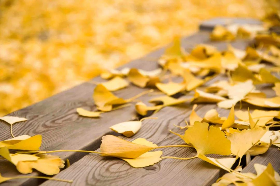 秋天的树叶为什么变黄或者脱落,秋天的叶子为什么变黄落下来