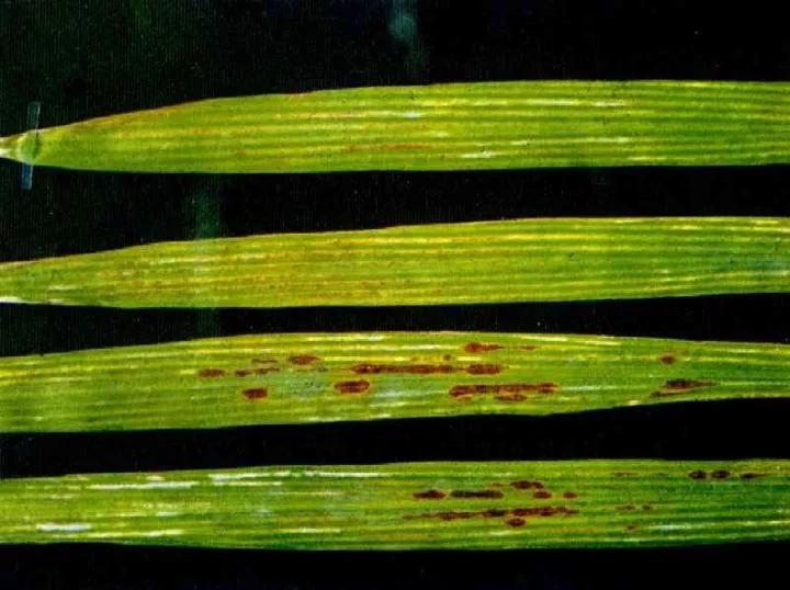 作物缺素口诀,作物营养缺素诊断与科学施肥