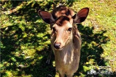 日本东京新宿亲子游自由行攻略,日本亲子游走关东还是关西