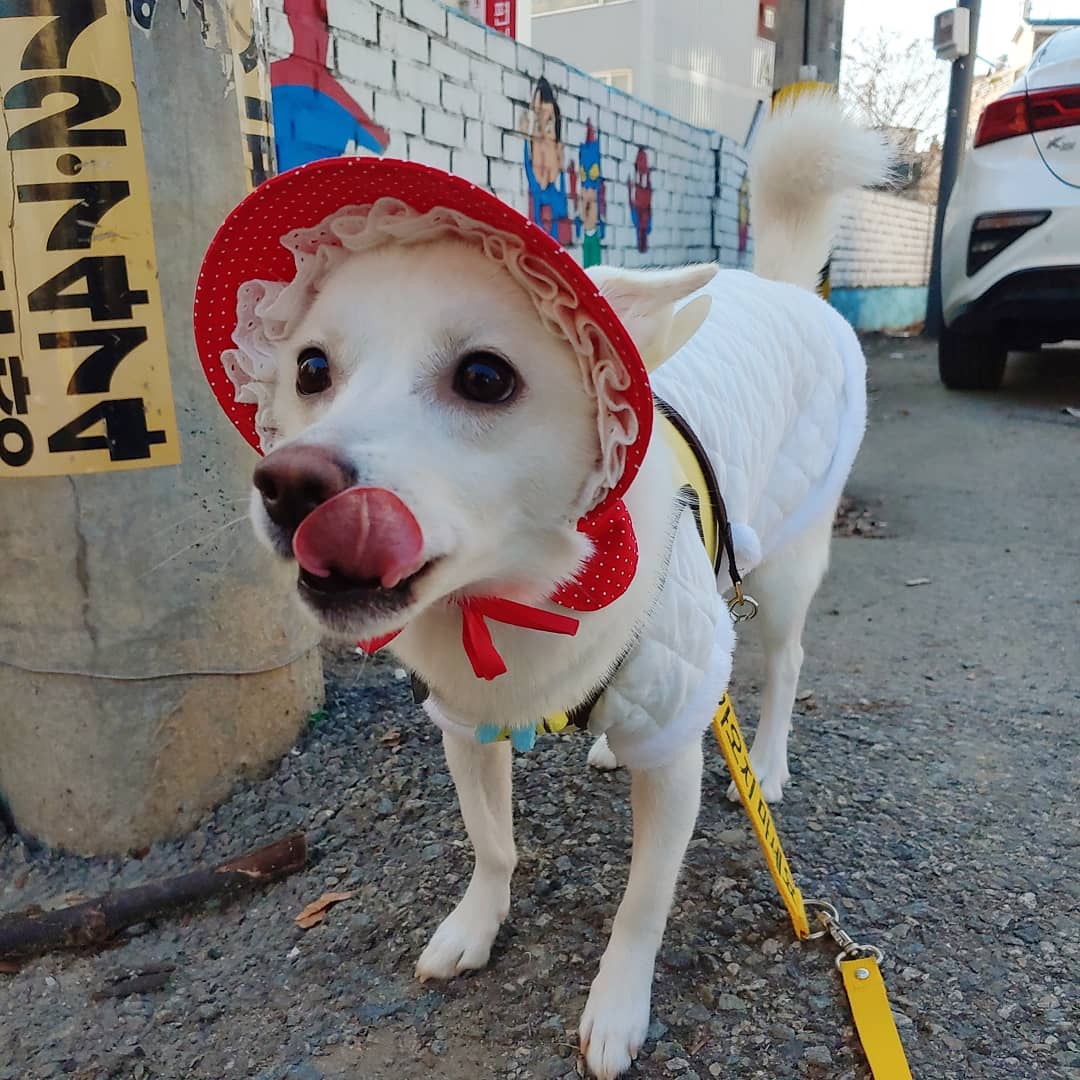 养宠物人得了寄生虫,养宠物人得皮肤病