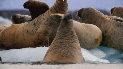 适合宝宝看的动物世界纪录片,十大儿童必看动物纪录片