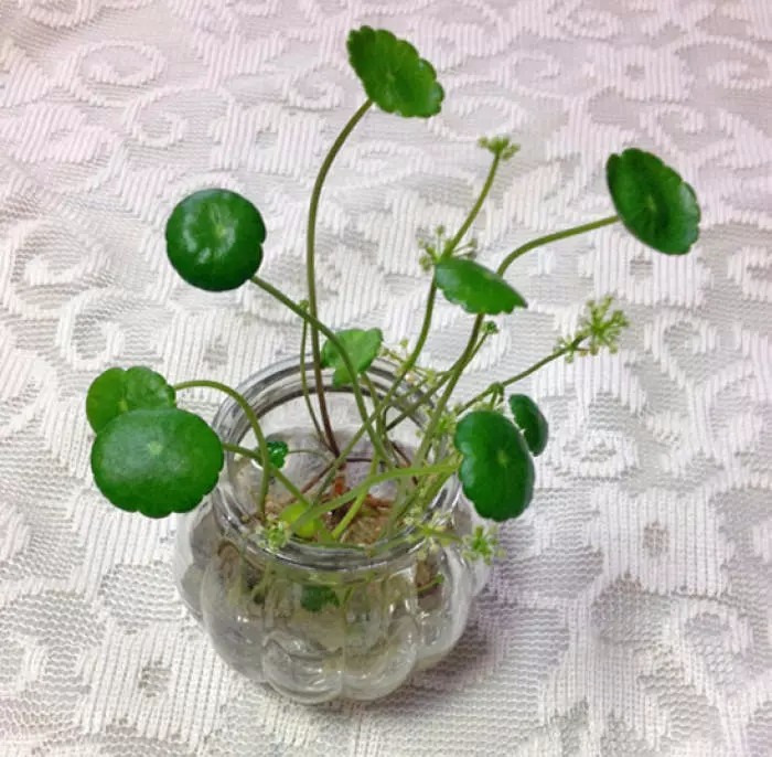 在家里面适合养什么水培植物,最适合家里养的水培植物