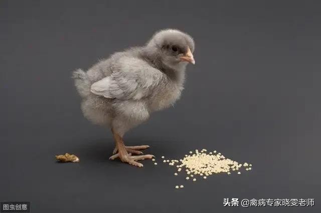 鸡消化不好，嗉囊胀气、积食该怎么办？给你这5招秘技