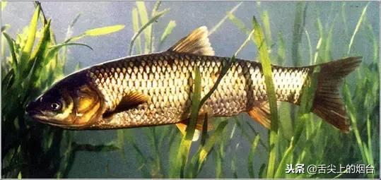 鱼的食用方法和禁忌,鱼忌和什么一起吃